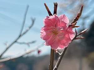 桜