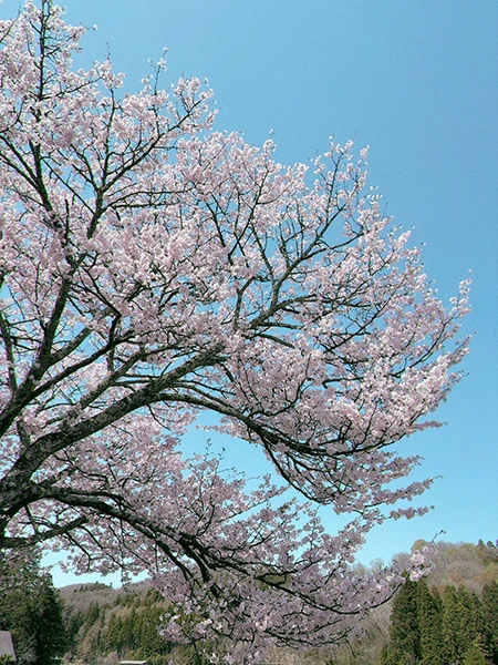 桜