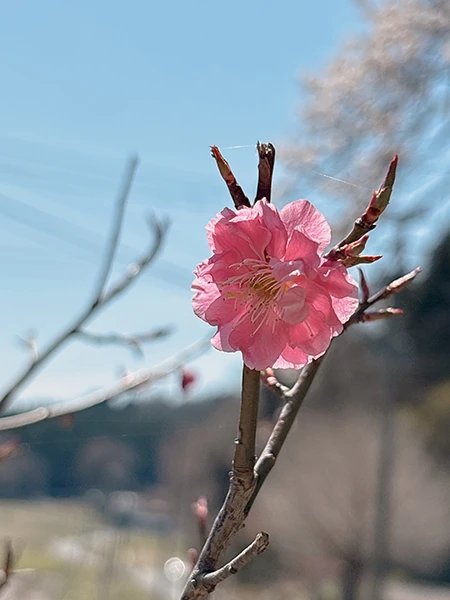 桜