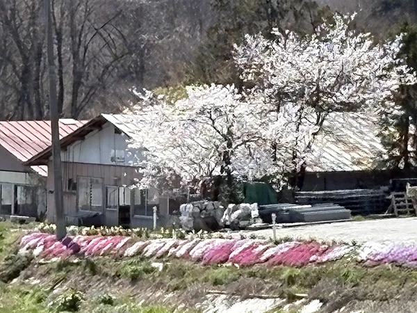 桜