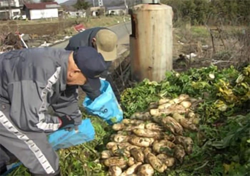 野菜の集荷