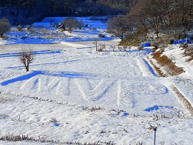 やっぱりMVP
