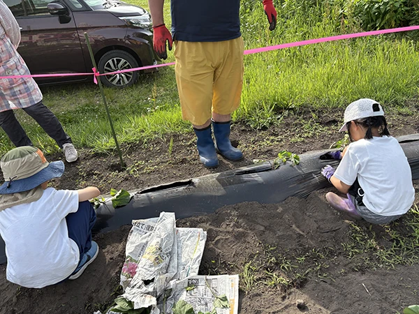 じゃがいも・さつまいも苗植え体験