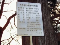 口内　8区の風景　指定樹木